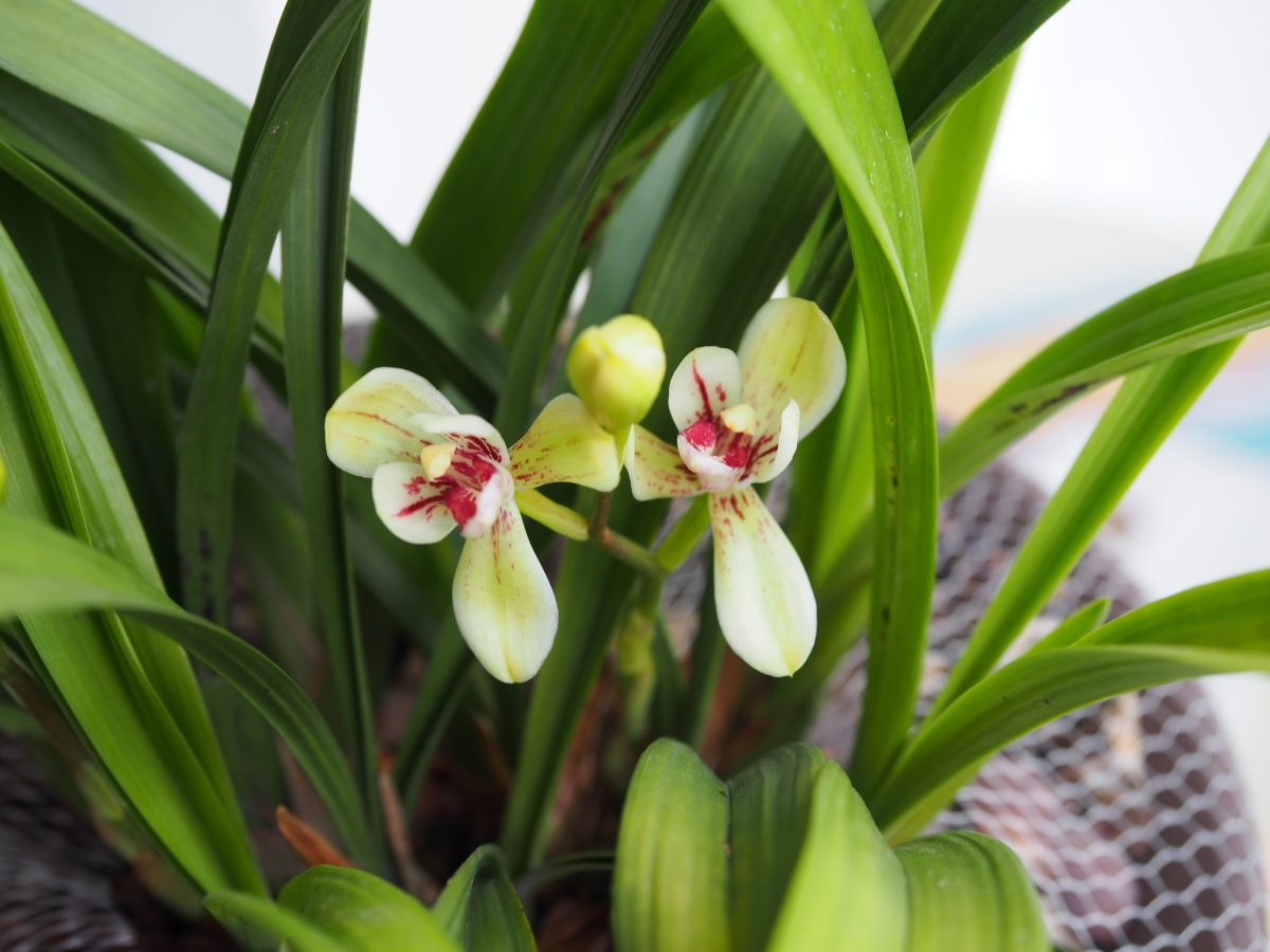 植物·兰花·建兰·君荷