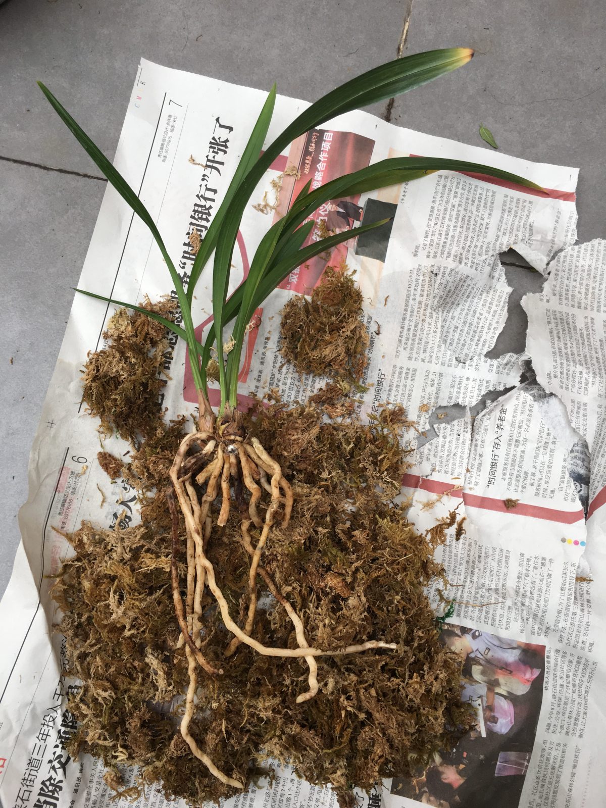 兰花·建兰·君荷
