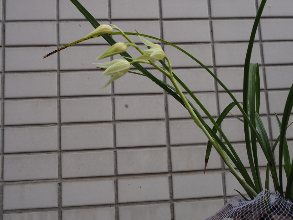大雪素花苞