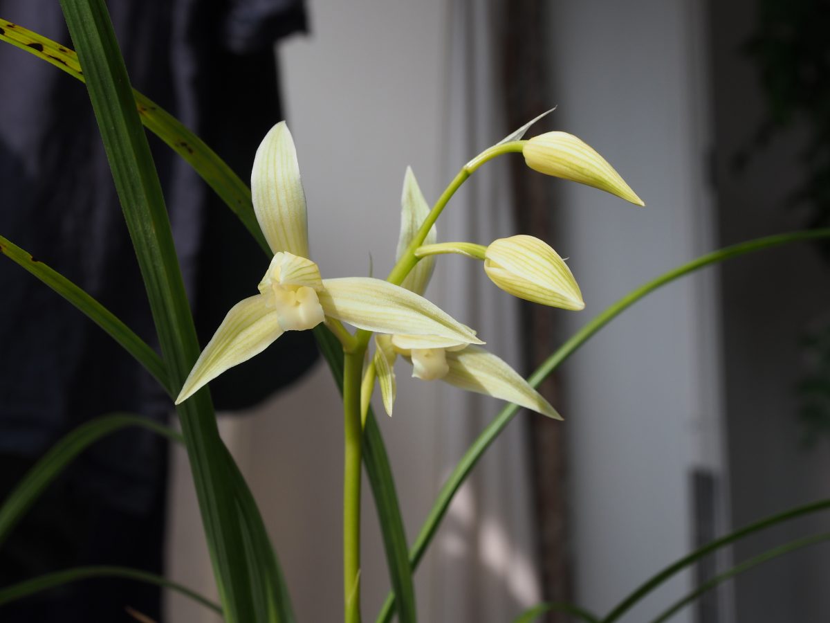 兰花大雪素