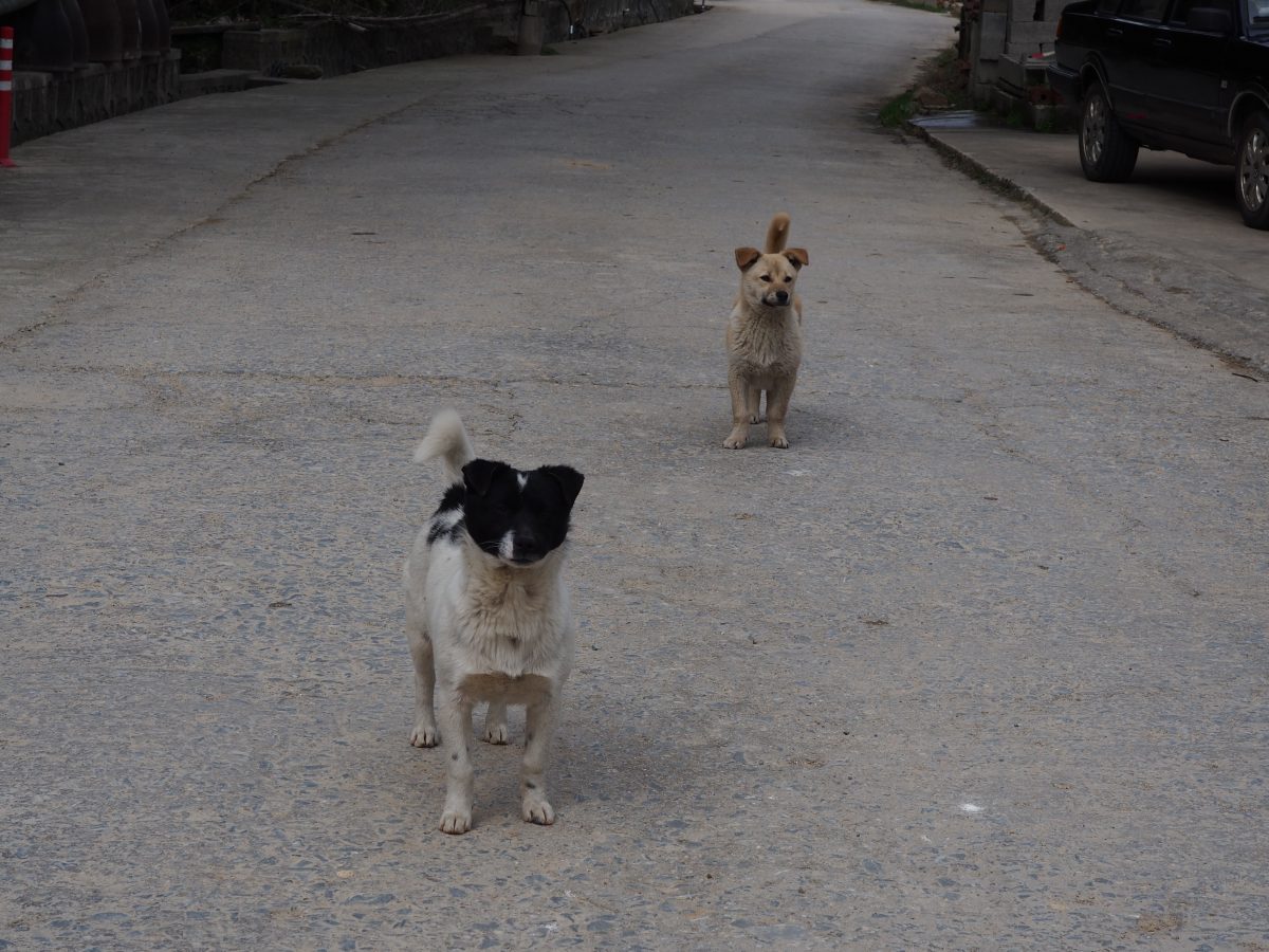 江苏·宜兴·张渚·岭下村村里的土狗