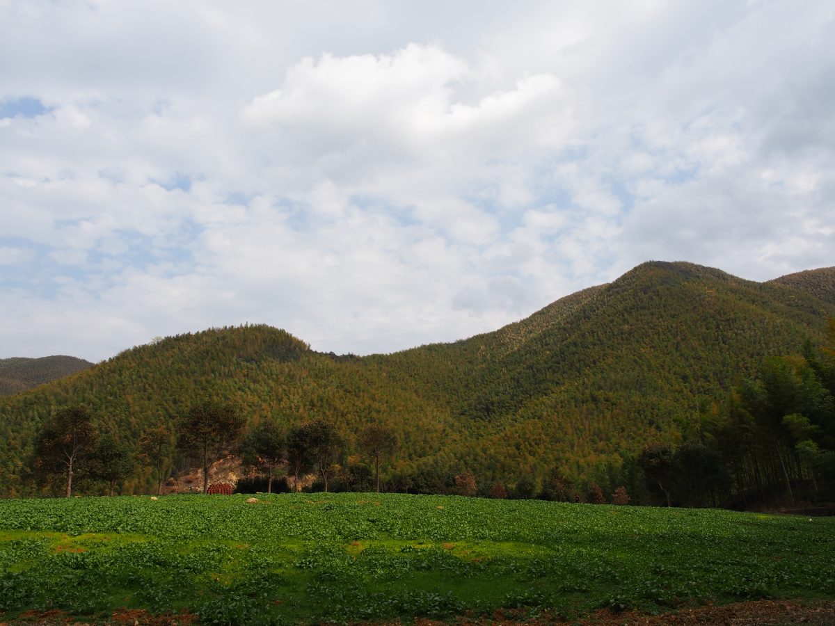 山坳中的小块农田