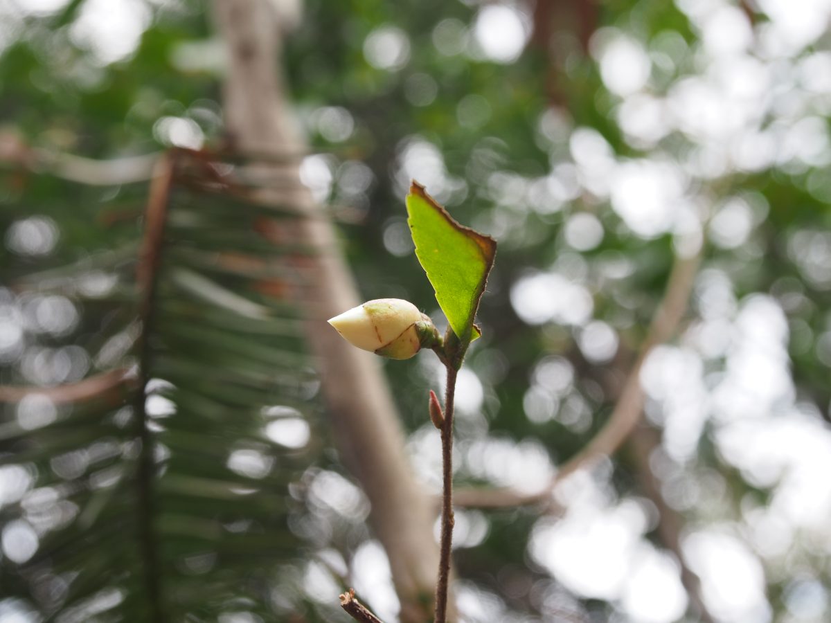 山茶花