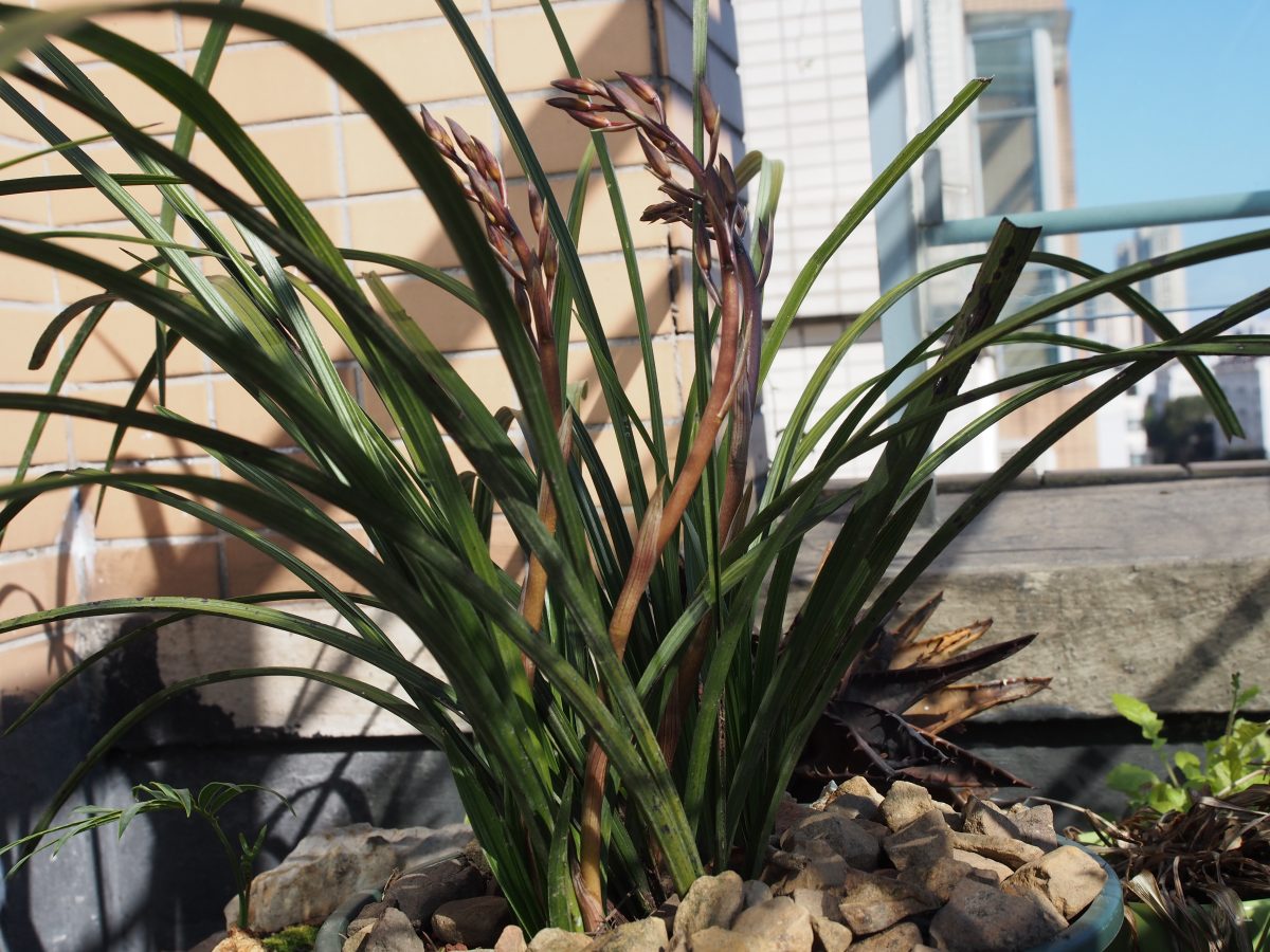 蕙兰花葶