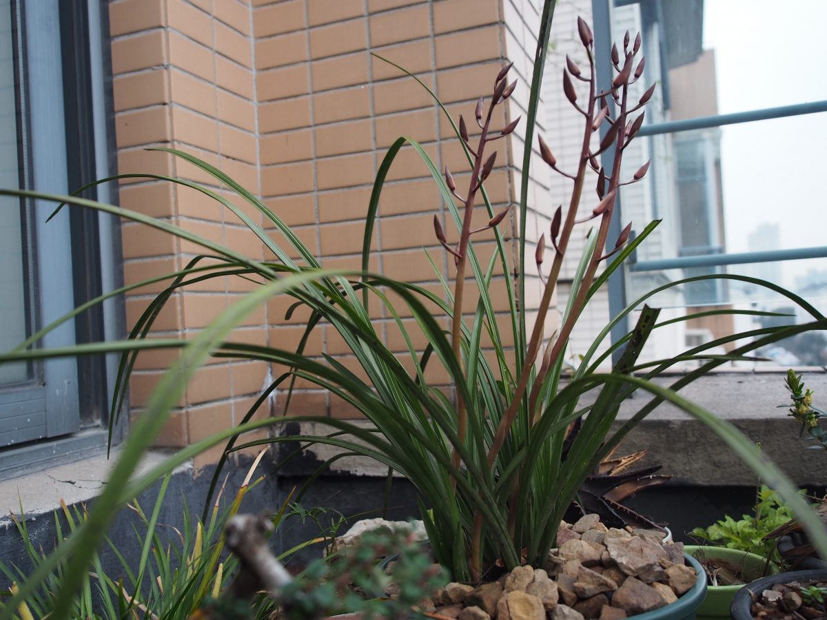 蕙兰花葶