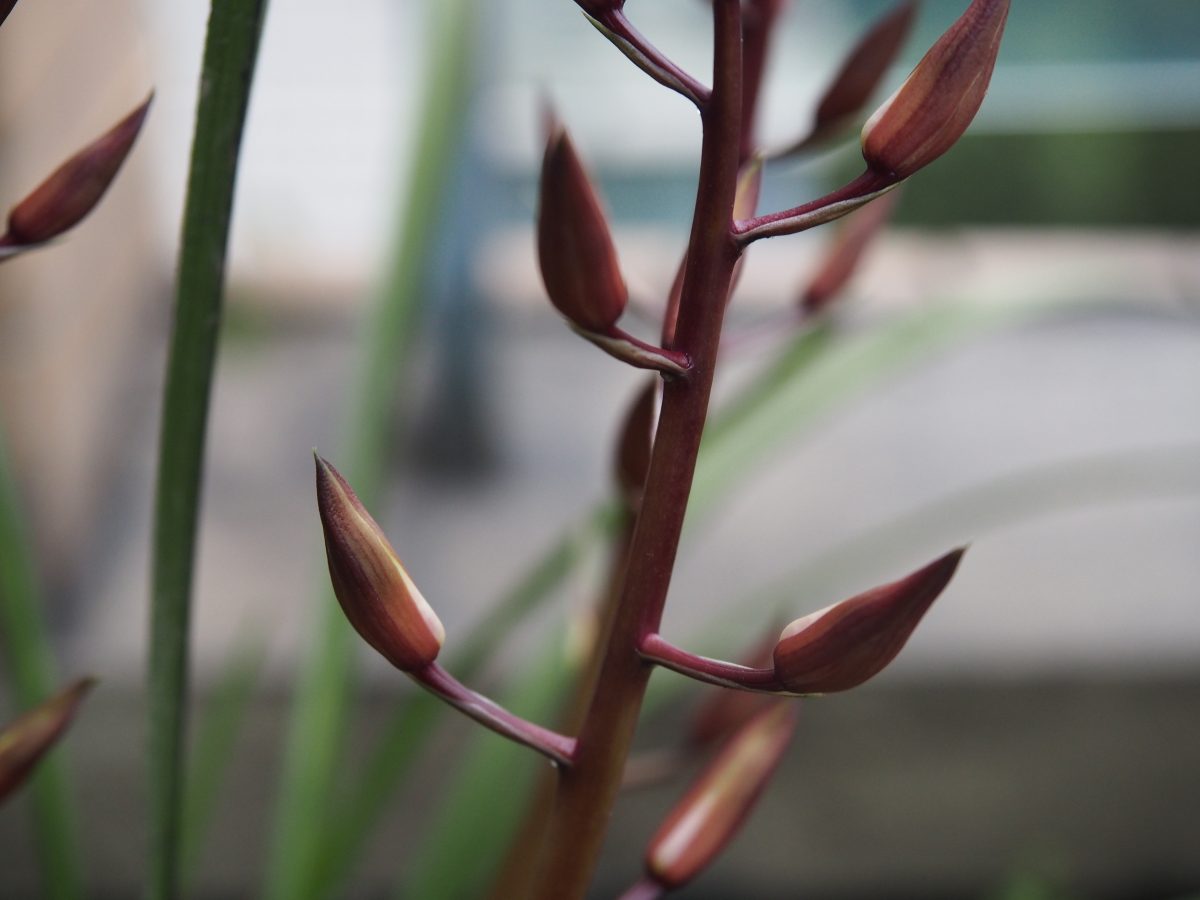 蕙兰花苞
