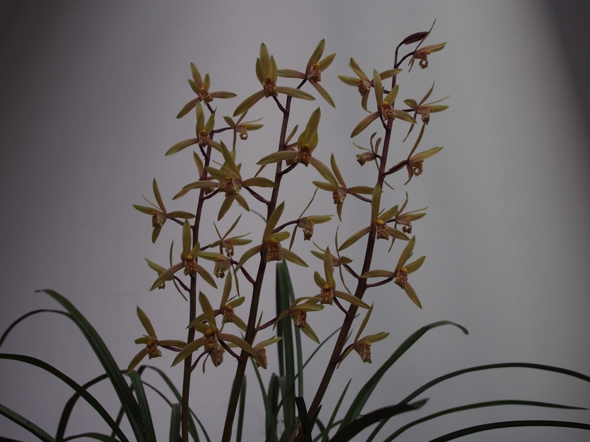 蕙兰开花过程