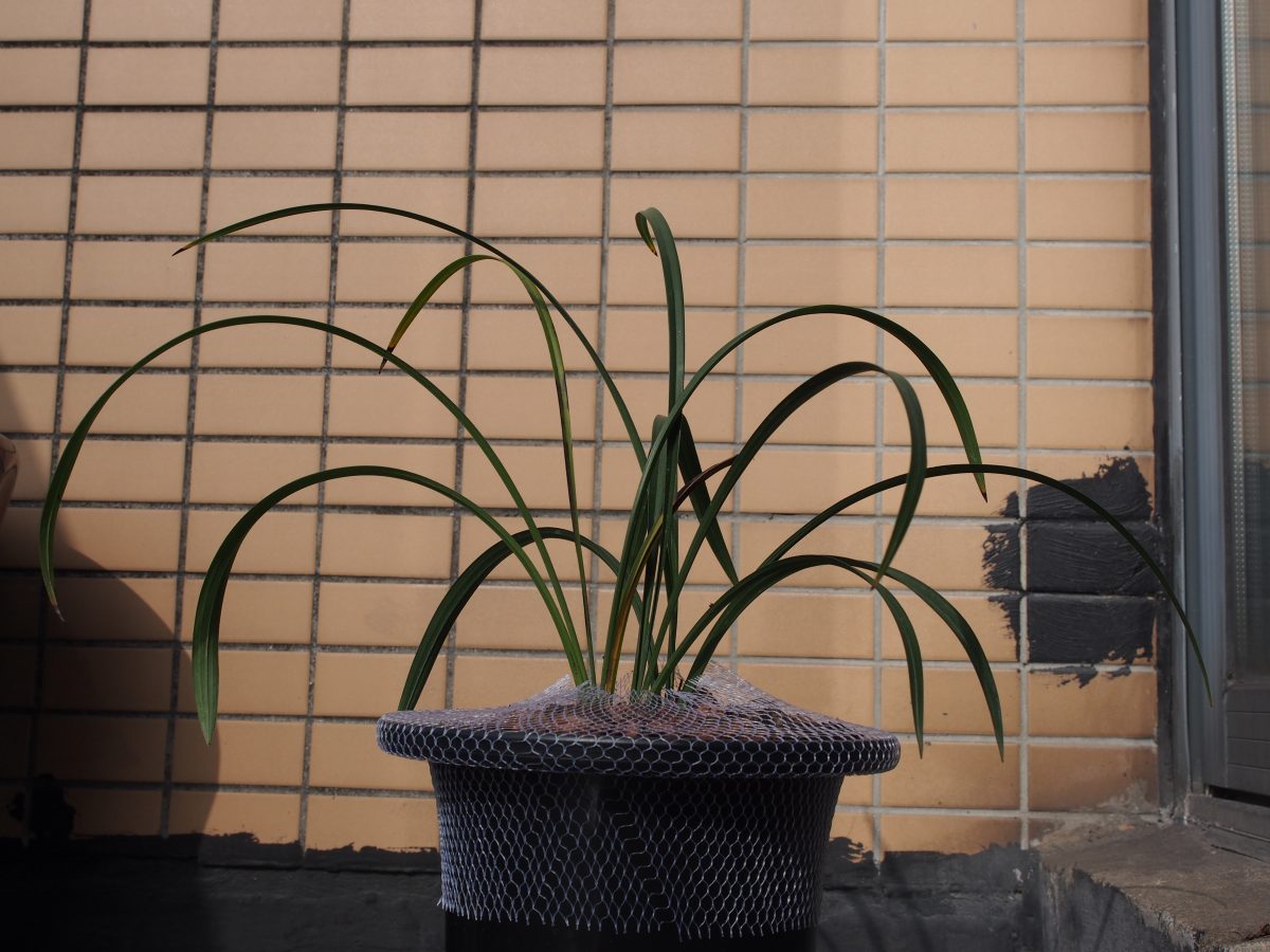 宋梅