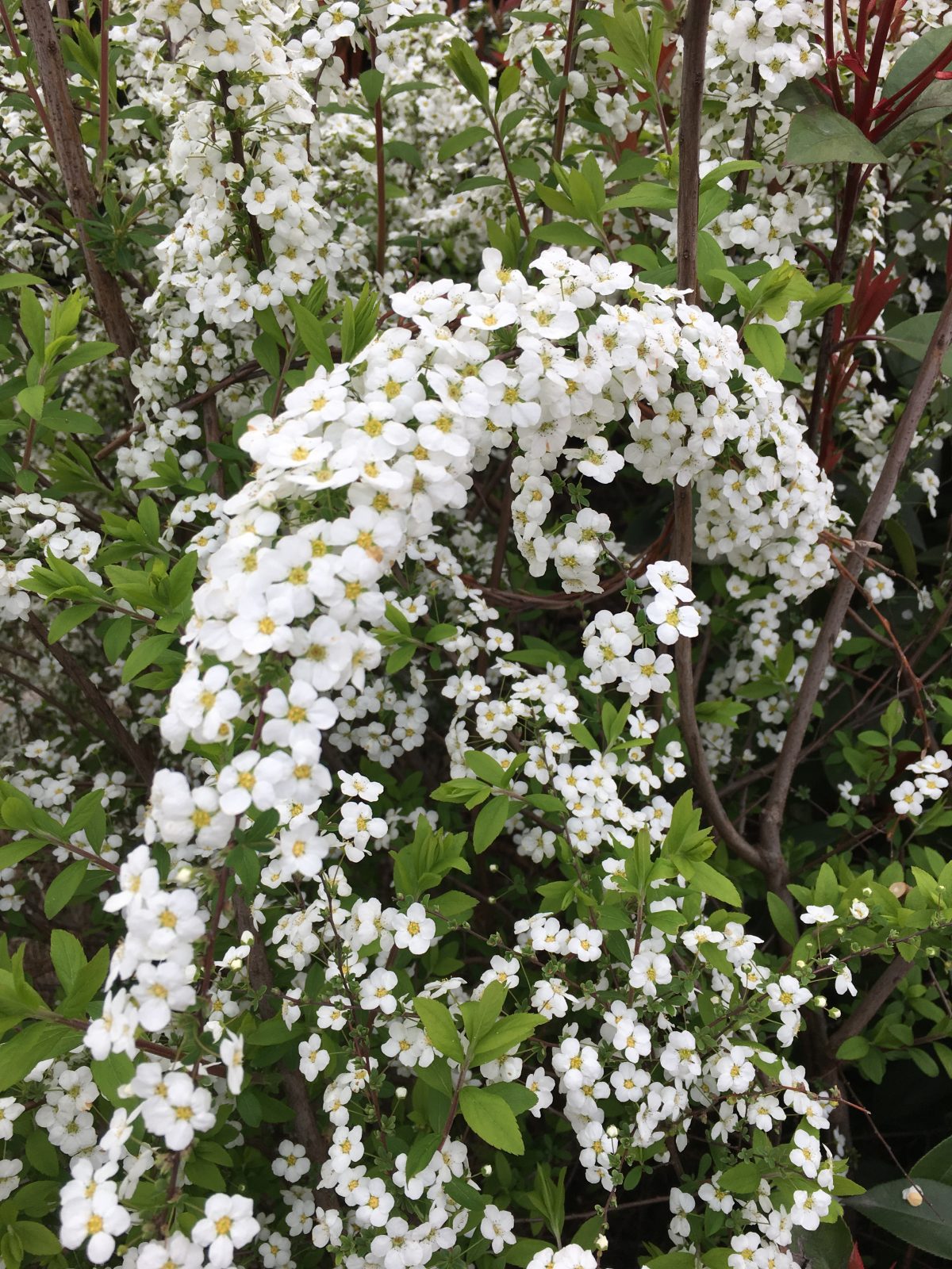 线叶绣线菊·花朵