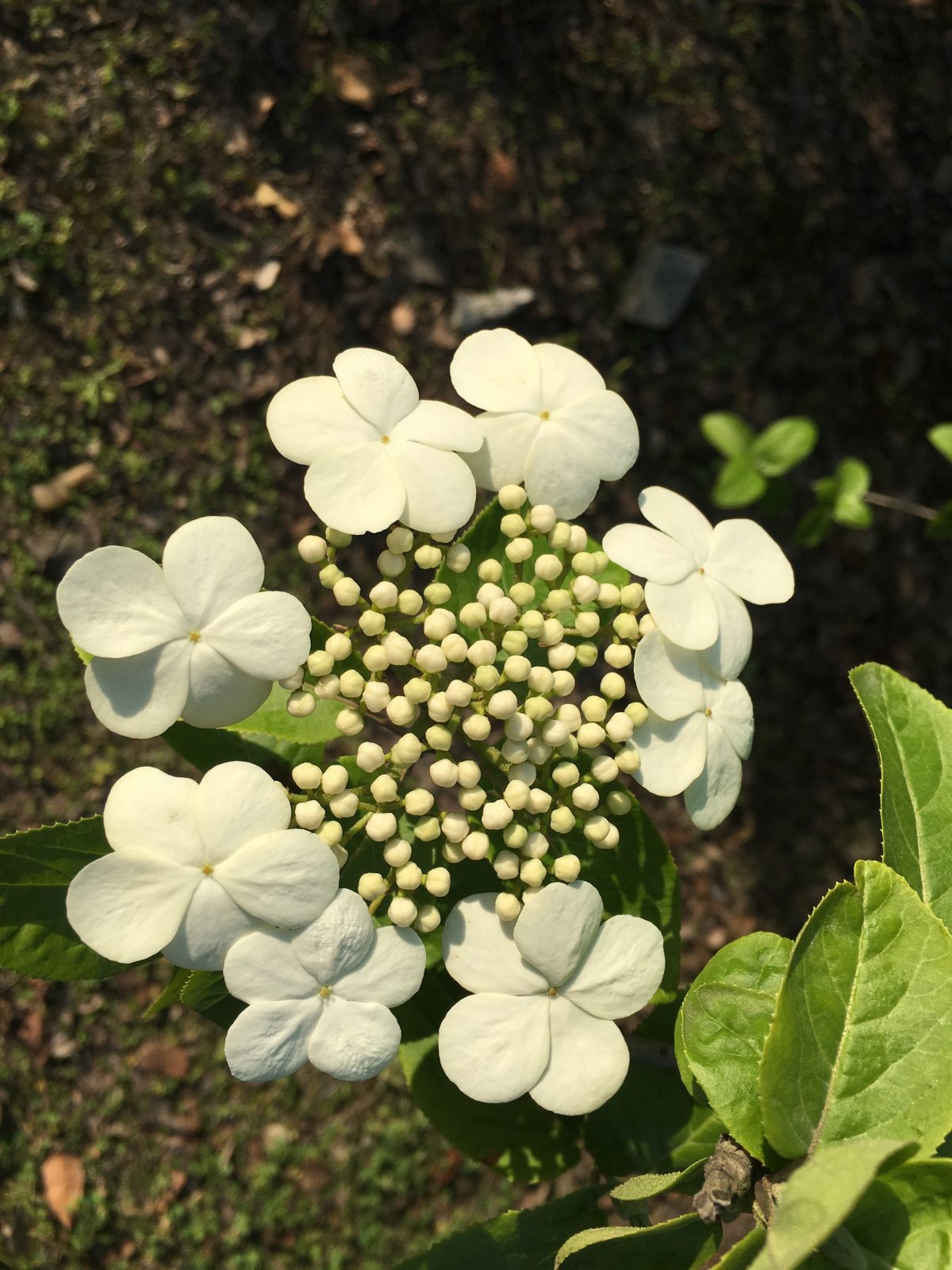 琼花