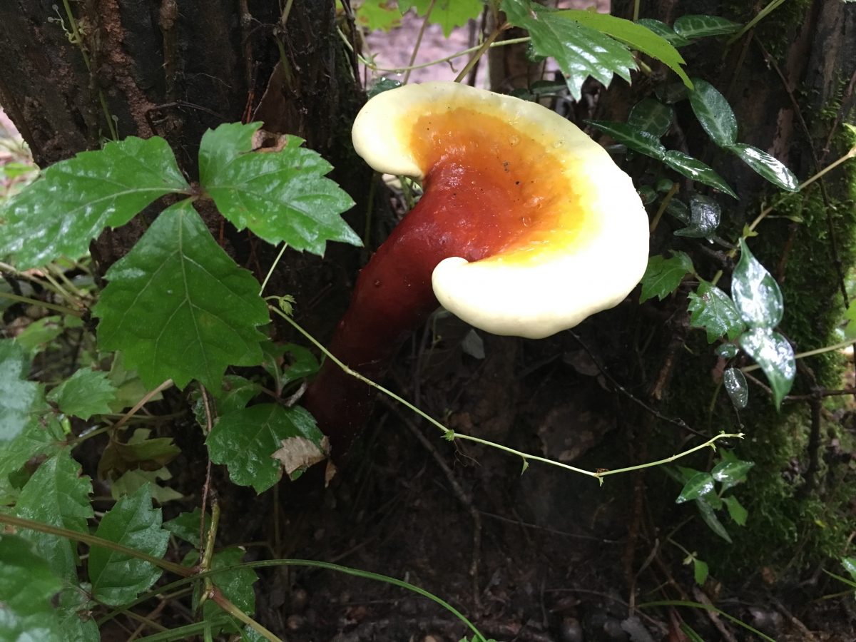 雨后的灵芝