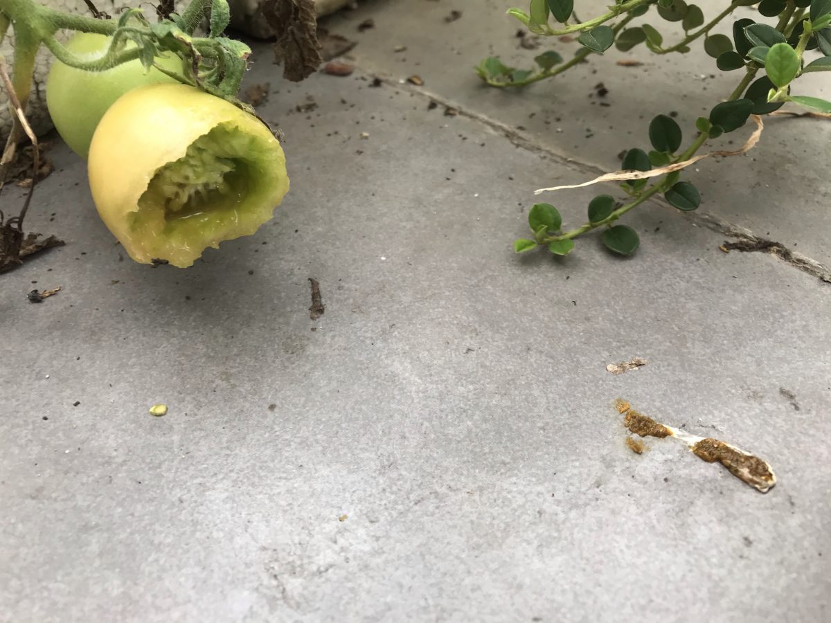 白头鹎·白头翁吃剩的半个番茄