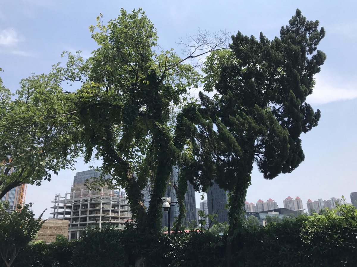 松树左边这棵树干的树洞里生活着一群蜜蜂