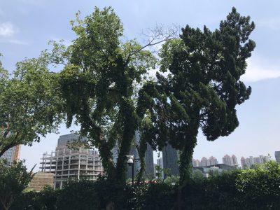松树左边这棵树干的树洞里生活着一群蜜蜂