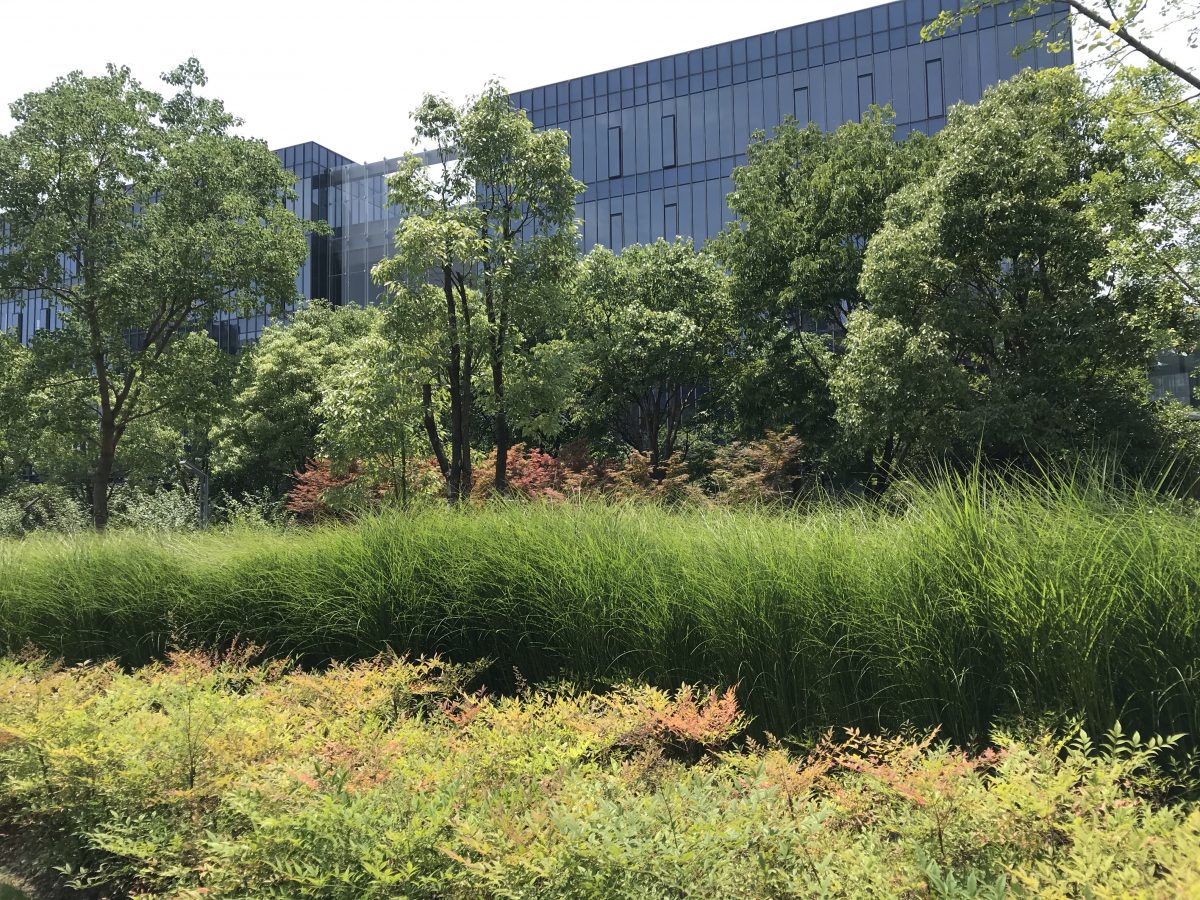 绿植掩映下园区的办公楼