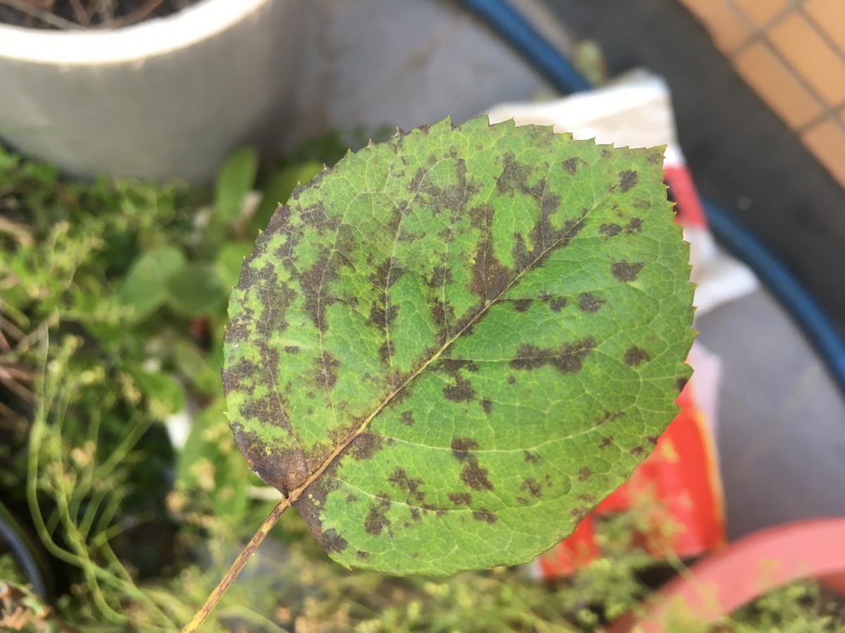 月季黑斑病叶片症状