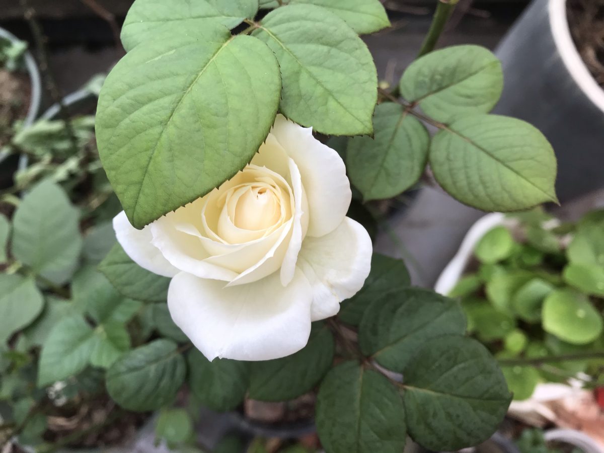 感染黑斑病后逐渐恢复的月季