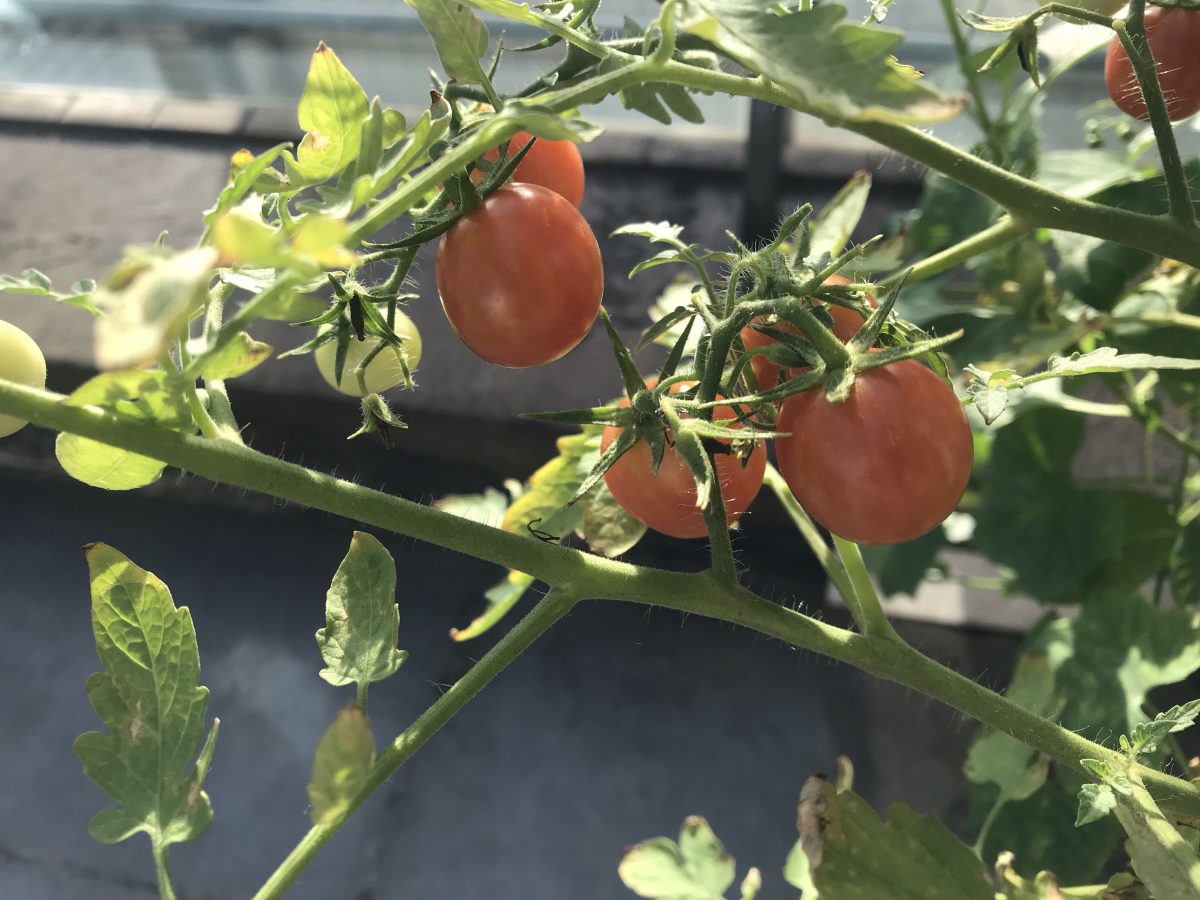 炎热夏季·清晨·阳光·番茄🍅