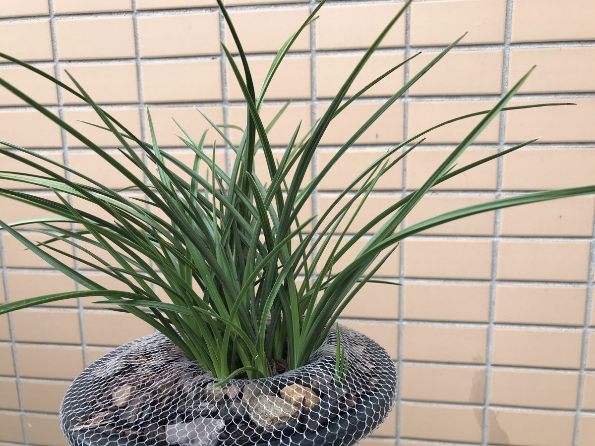 夏季·蕙兰