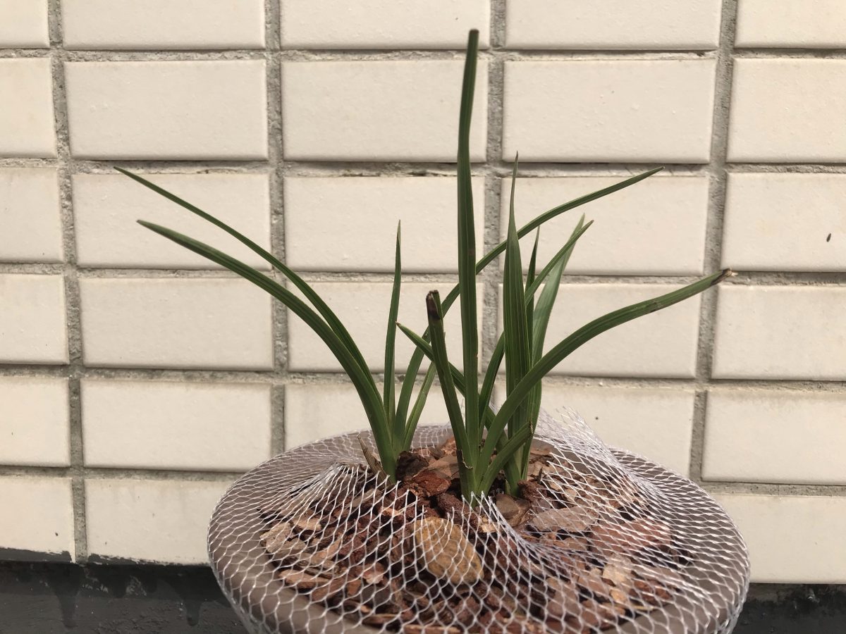 矮蕙