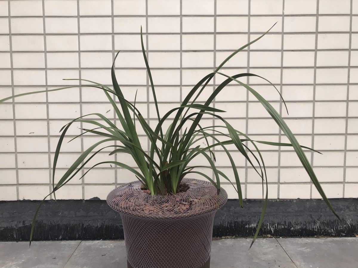 蕙兰大一品