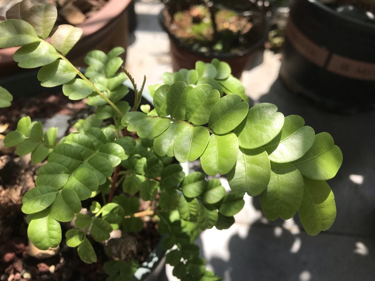 阳光·植物·清香木·叶子