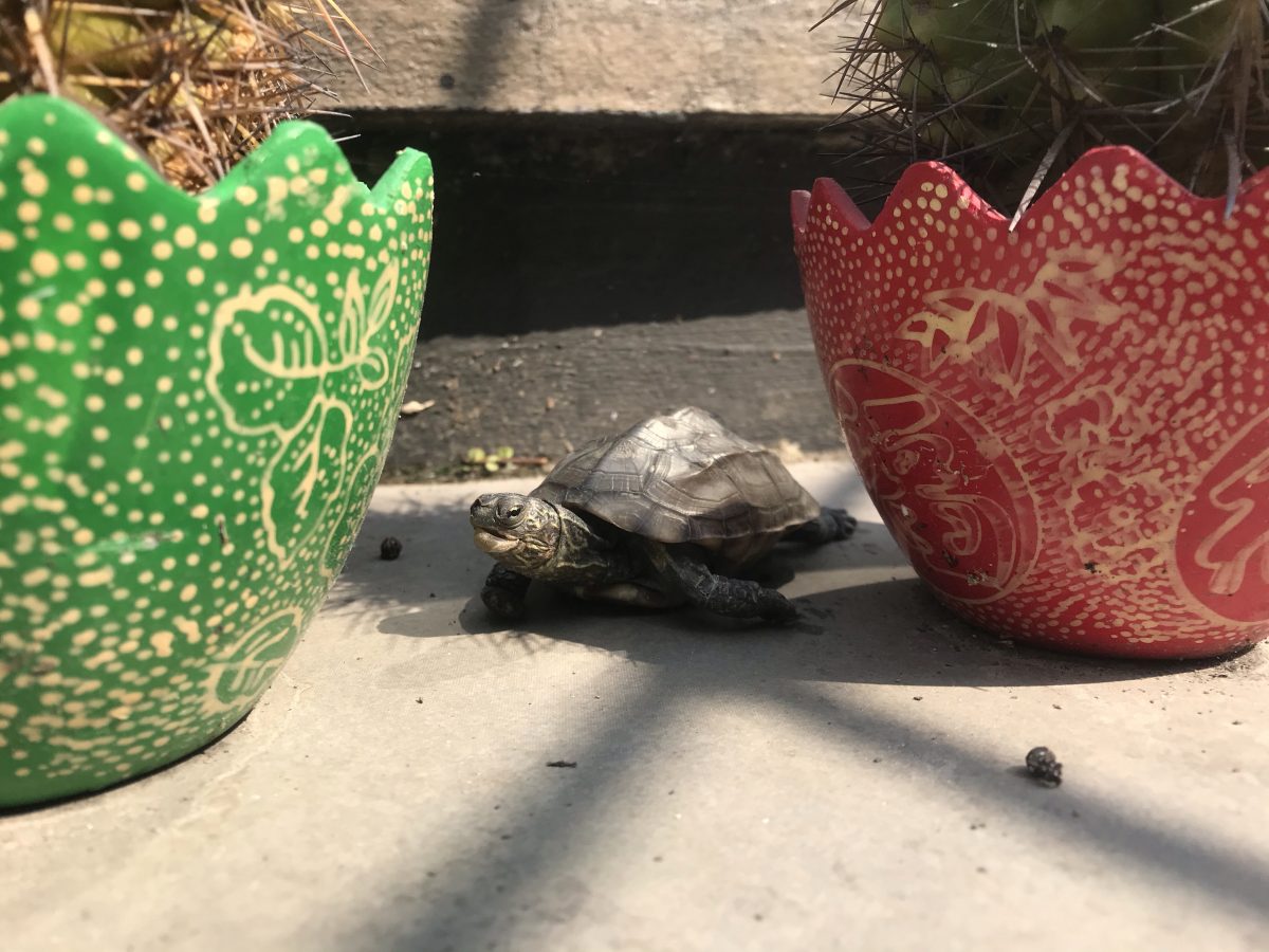 仙人掌·多肉植物·乌龟🐢