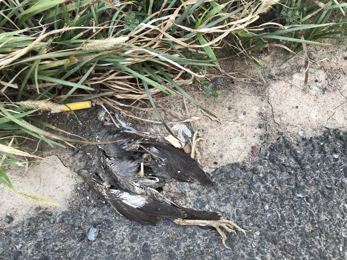 安徽·高速公路死亡的鸟类