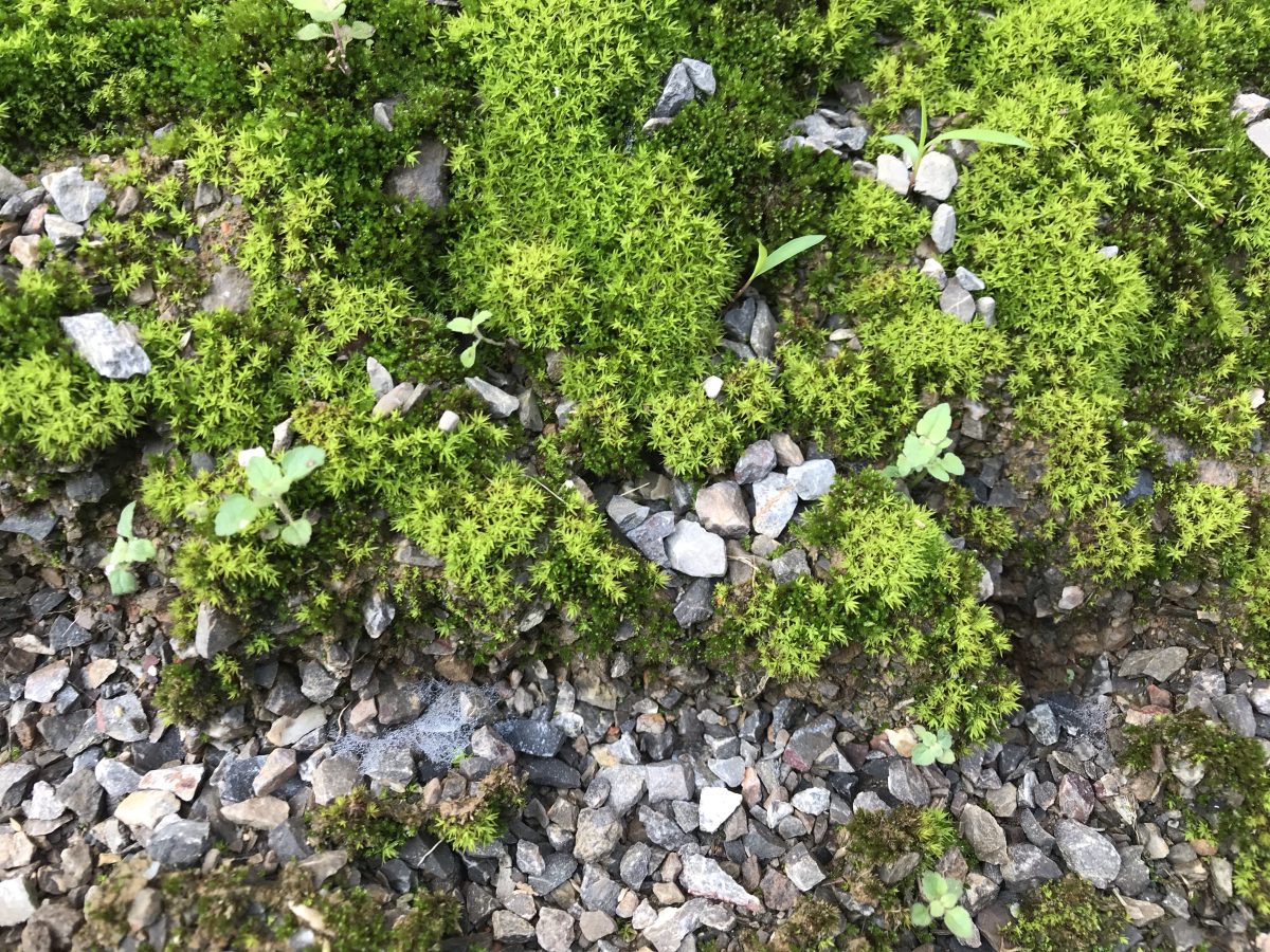 青石子·苔藓