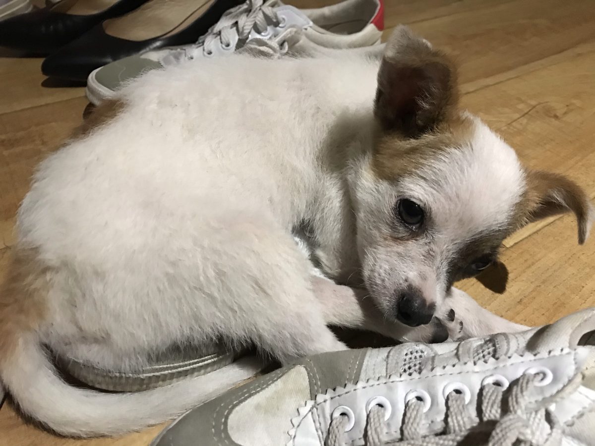 小狗🐶