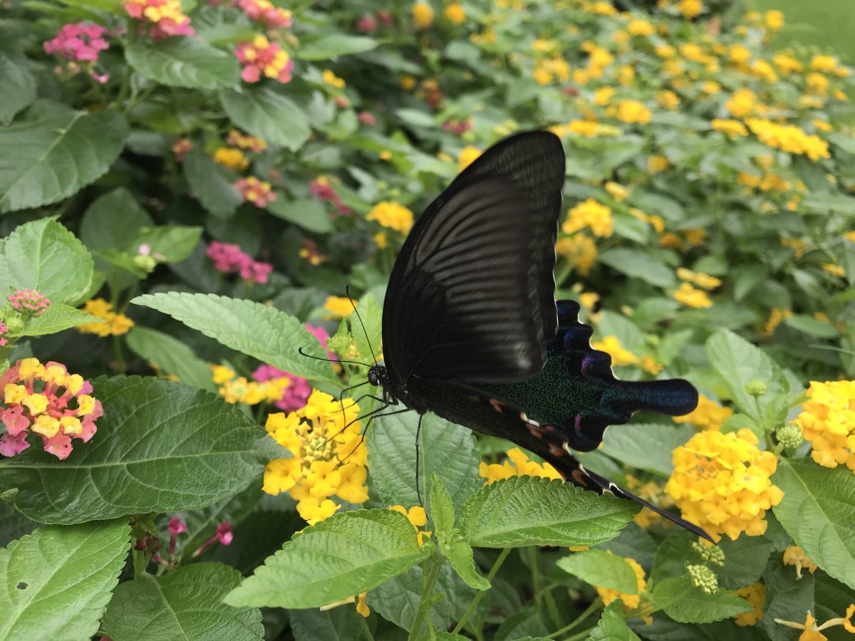秋季·昆虫·蝴蝶·碧凤蝶
