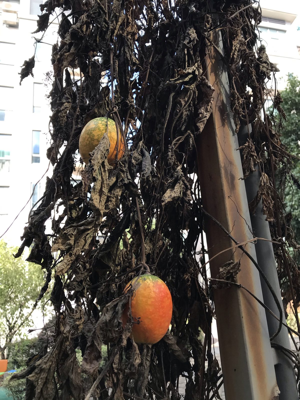 秋季·植物果实·栝楼