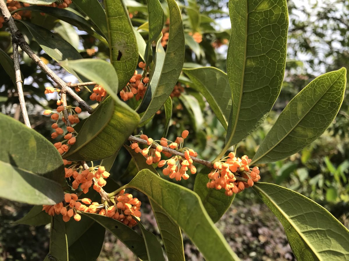 秋季·植物·桂花·花香浓郁