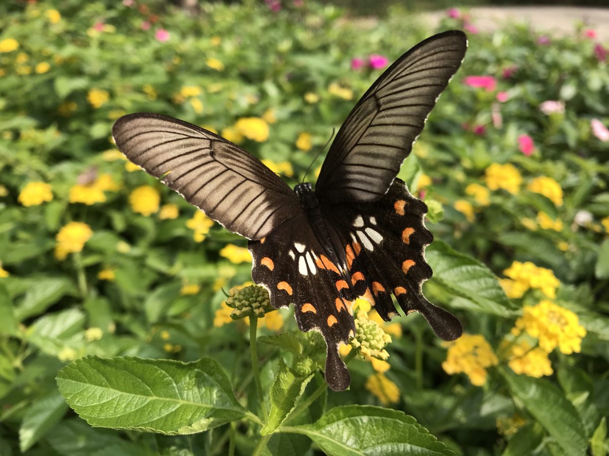 秋季·江苏·花丛·昆虫· 玉带凤蝶