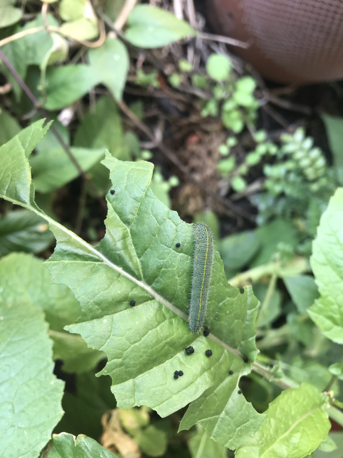 江苏·秋季·植物·毛毛虫·虫子·害虫