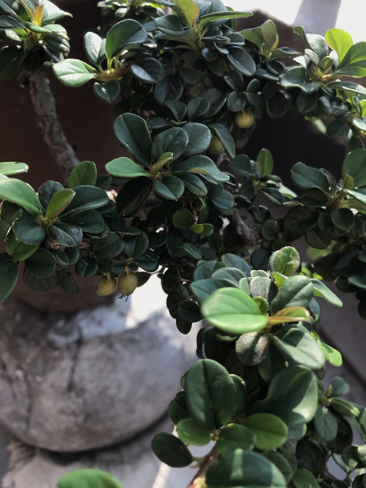 秋季·清晨阳光·植物·果实·栒子