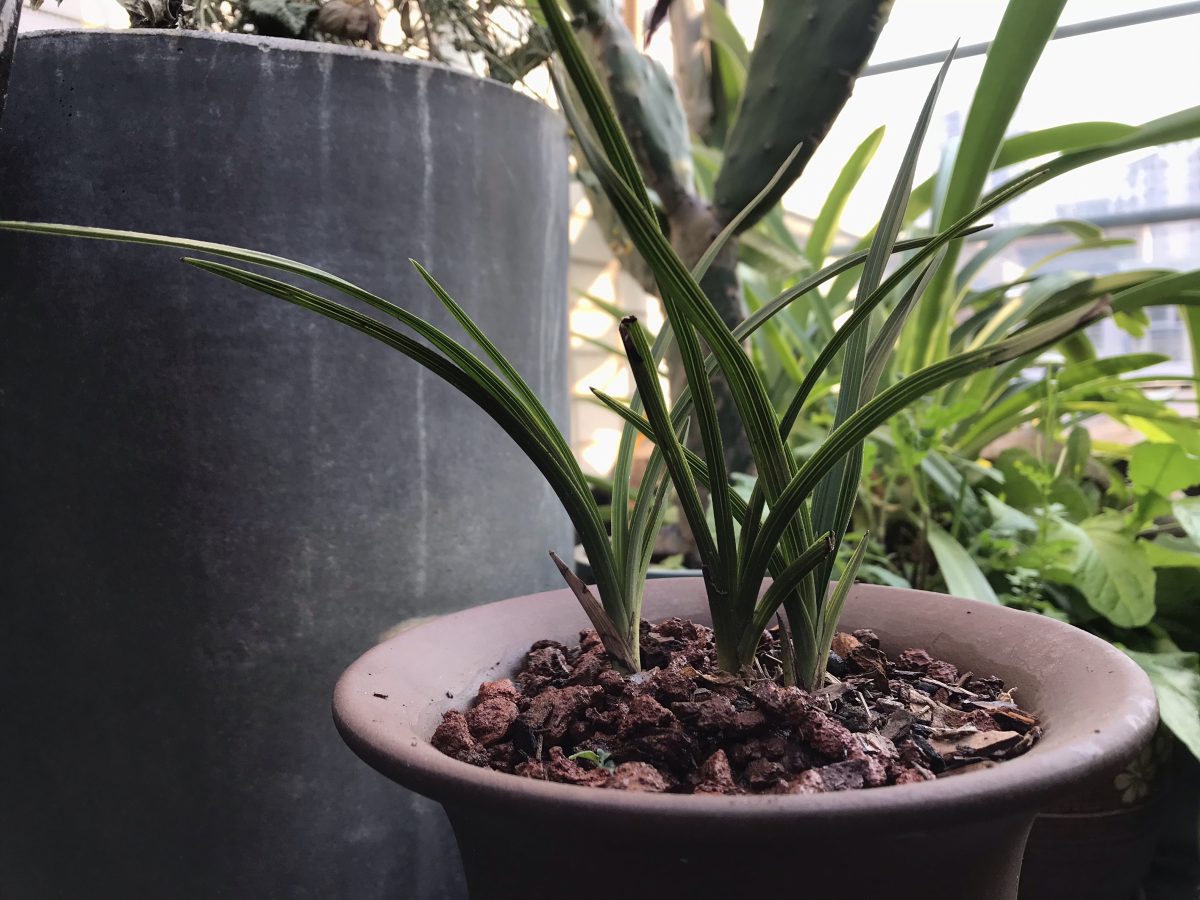秋季·草本植物·兰花·蕙兰
