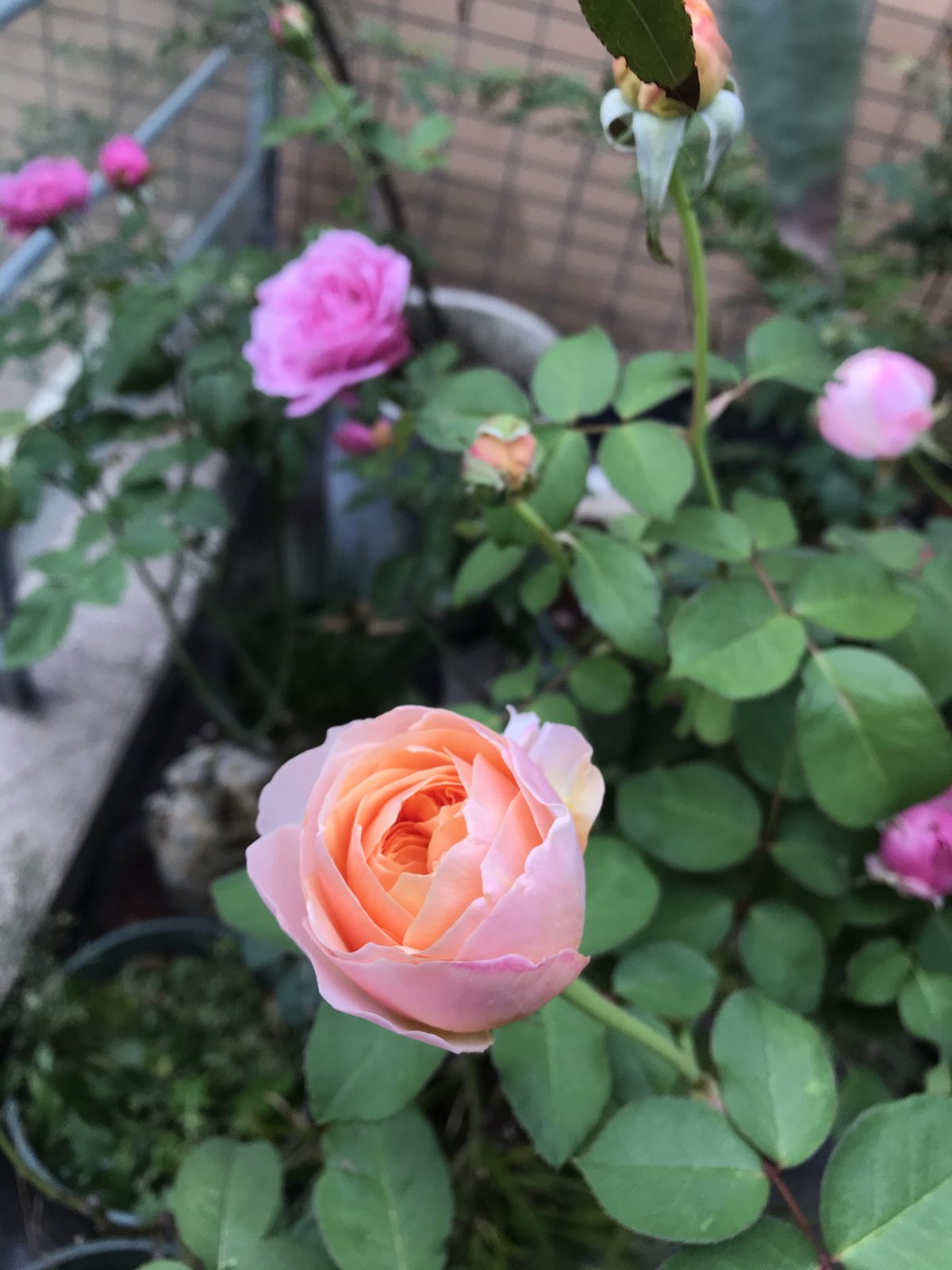 冬季·植物·月季·开花·花朵