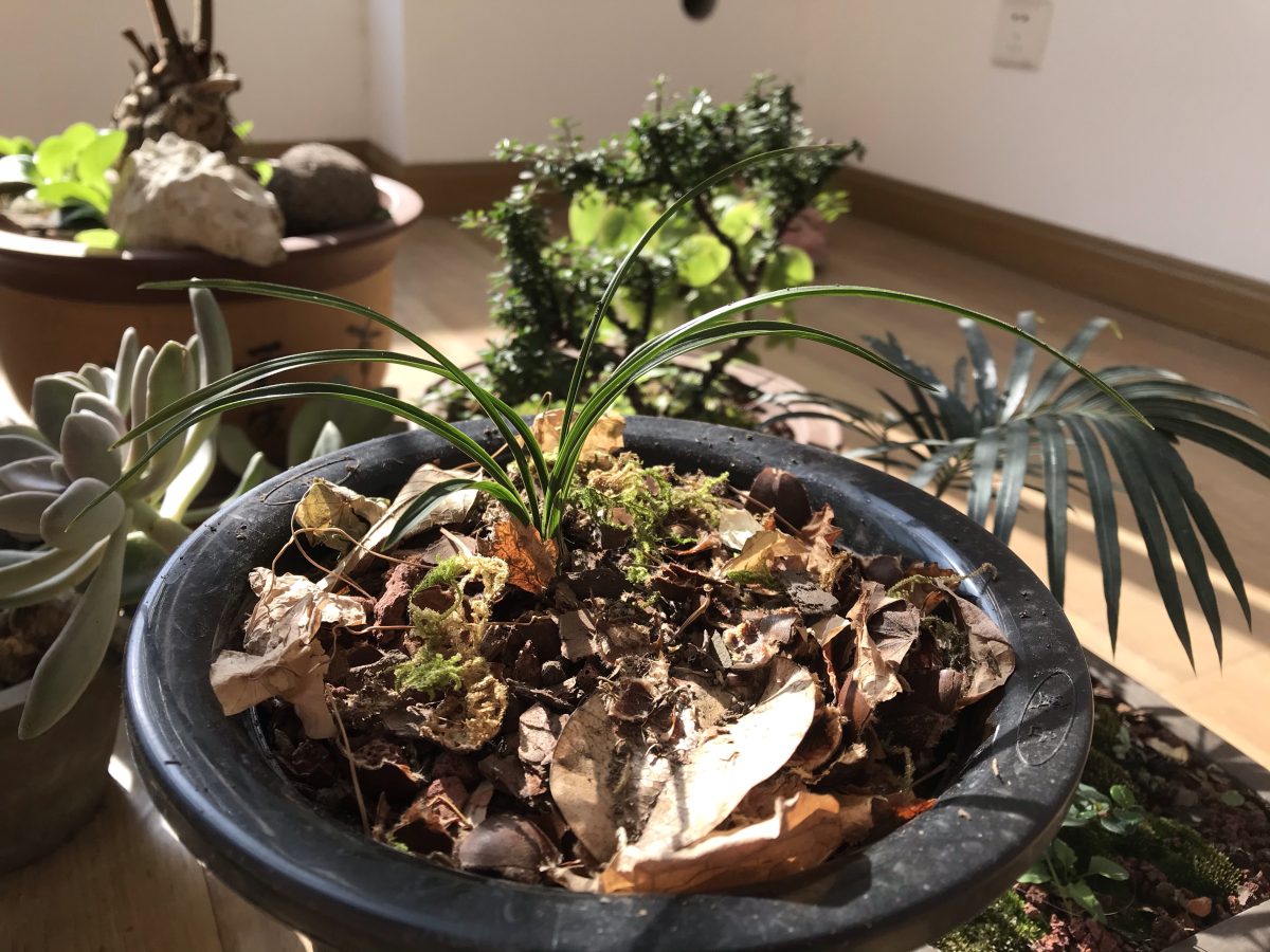 冬季·阳光·植物·兰花·矮型春兰