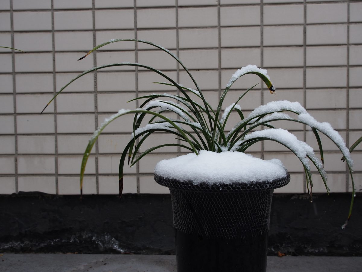 大雪·植物·兰花·春兰·宋梅