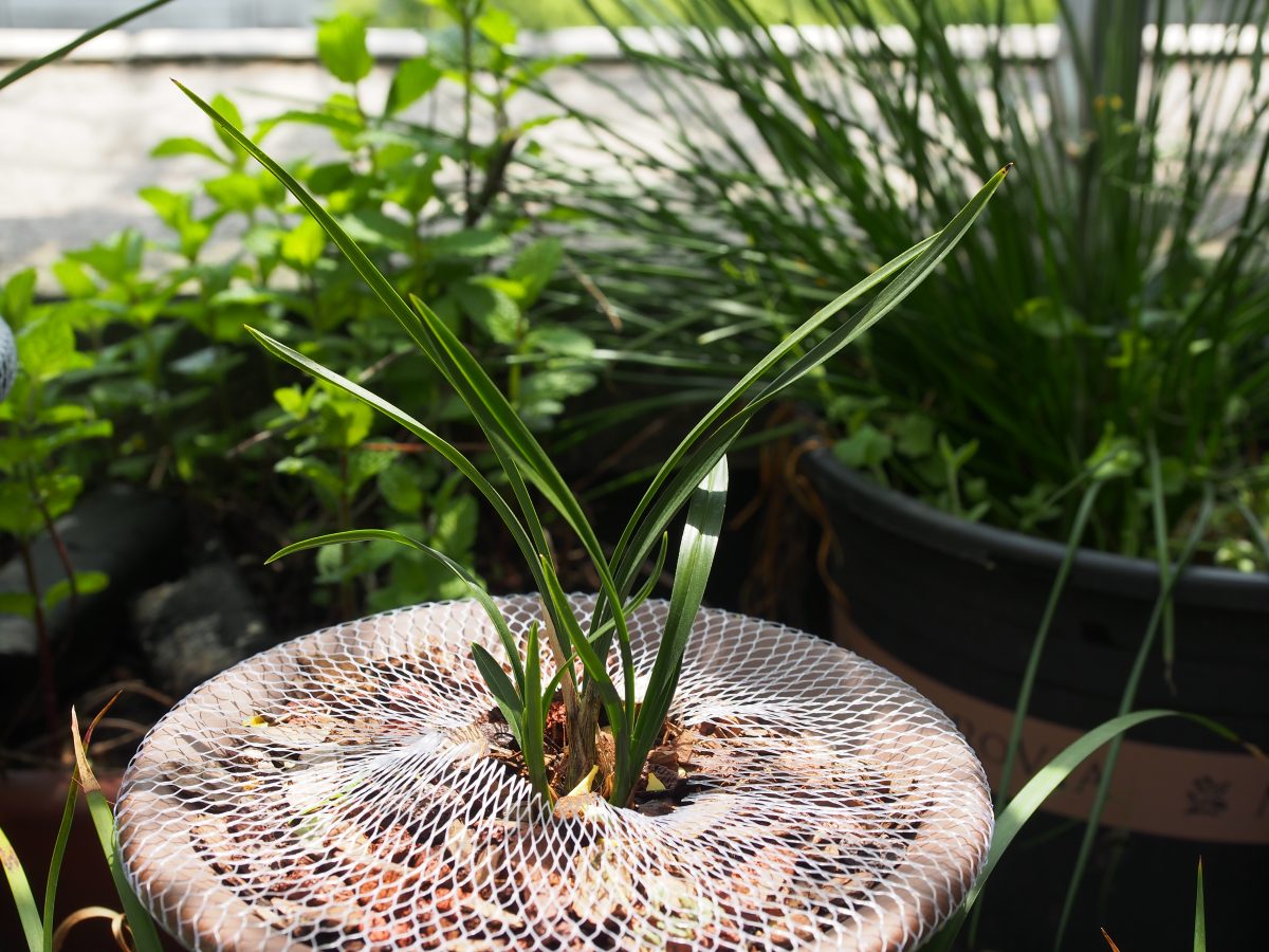 春天·春兰·翠盖荷