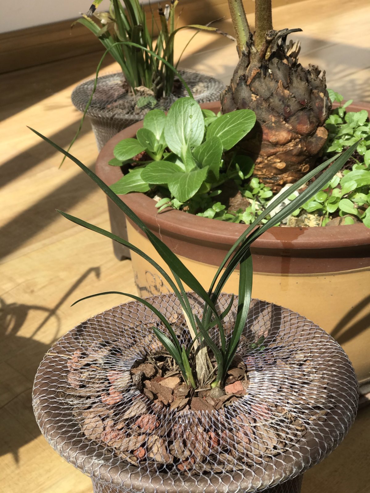 阳光·兰花·小型春兰·翠盖荷