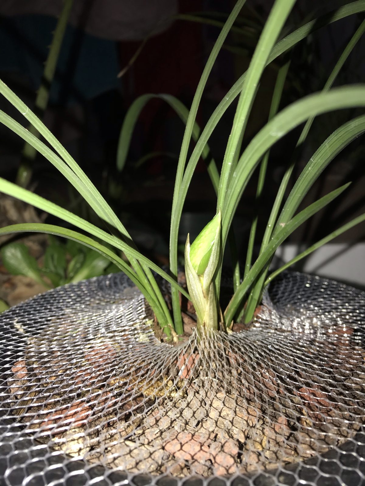植物·兰花·春兰·龙字
