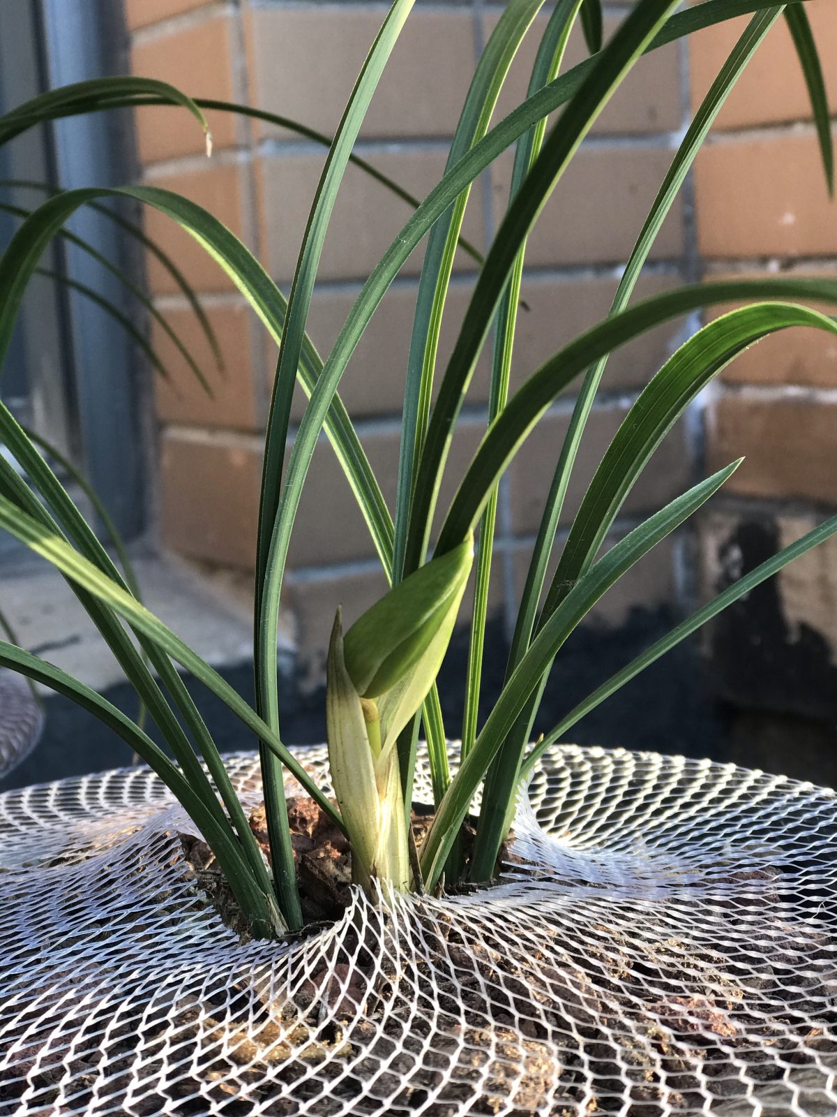 植物·兰花·春兰·花苞