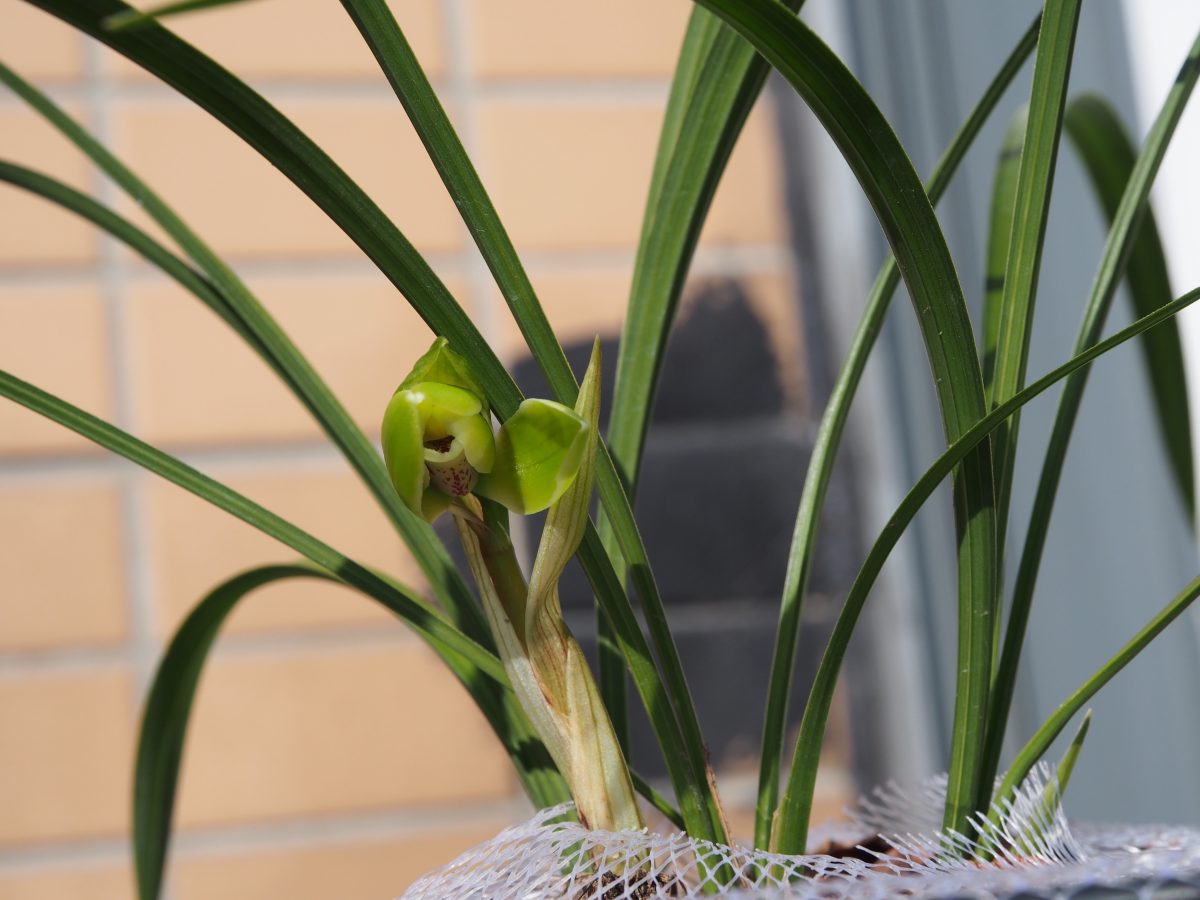 春季·植物·兰花·春兰·龙字花苞