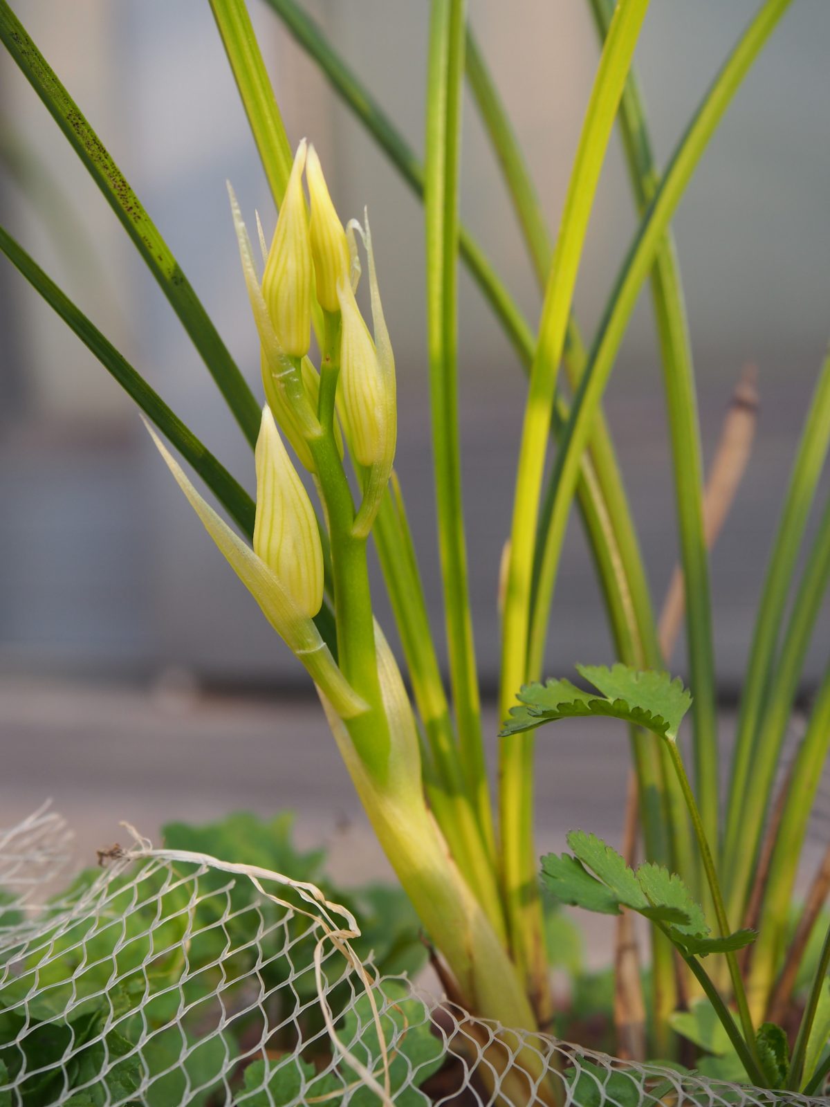 植物·兰花·莲瓣兰·小雪素·花苞
