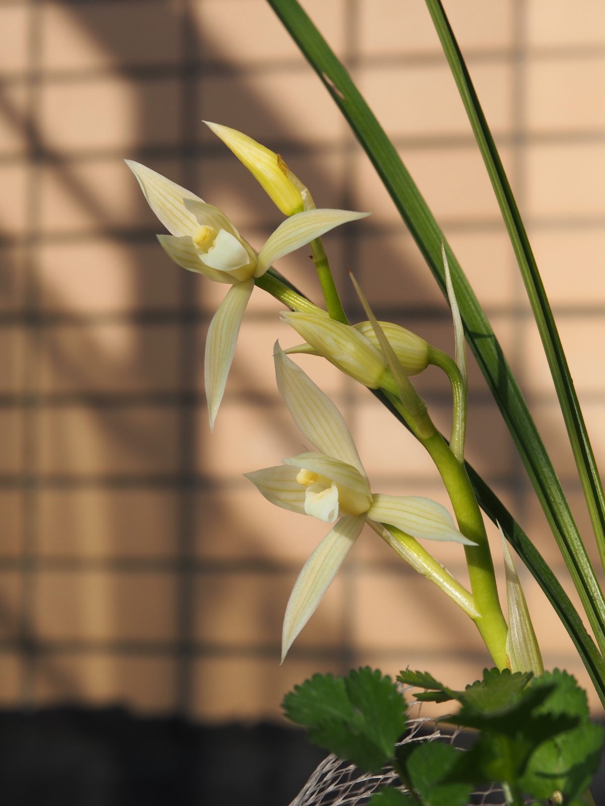 春天·莲瓣兰·小雪素·开花
