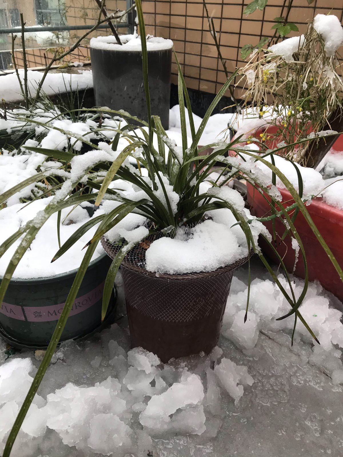 冬末春初·大雪·蕙兰·大一品