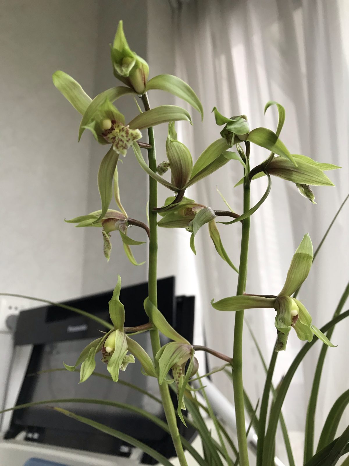 春季·节气·春分·蕙兰