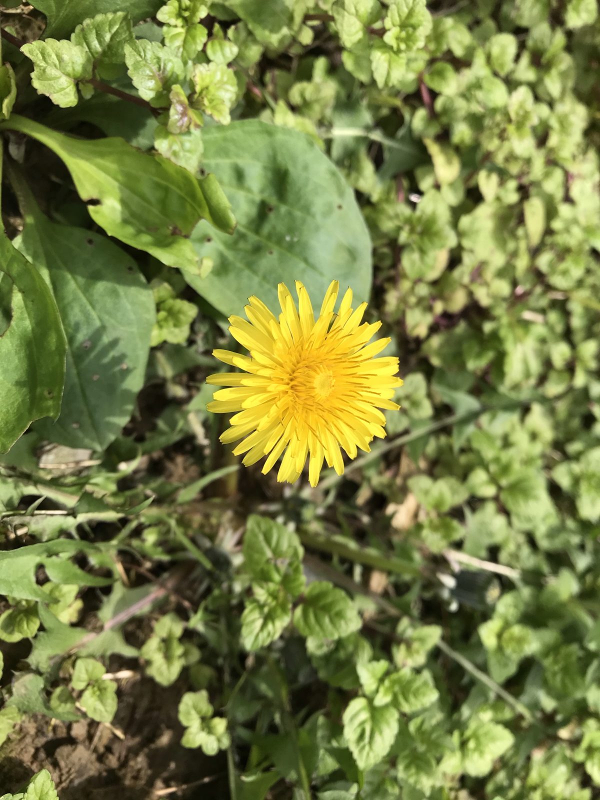 植物·蒲公英·花朵